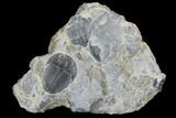 Elrathia Trilobite Fossil - Utah #97181-1